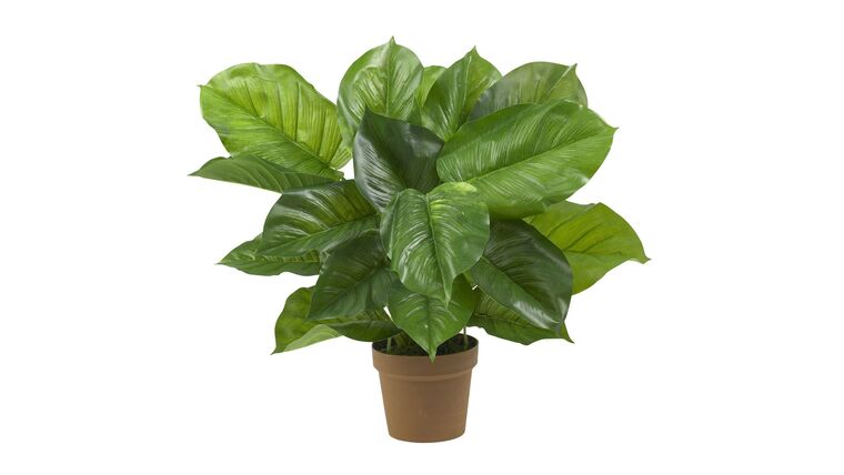 Large Leaf Philodendron Silk Plant (Real Touch) | Rental