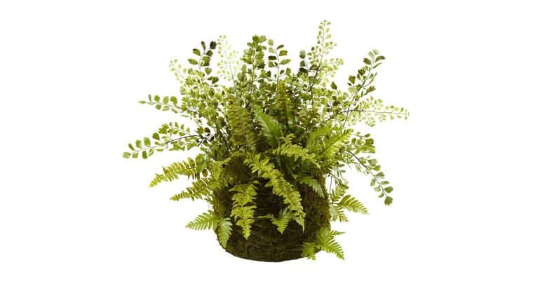 Mixed Fern w/Twig and Moss Basket | Rental