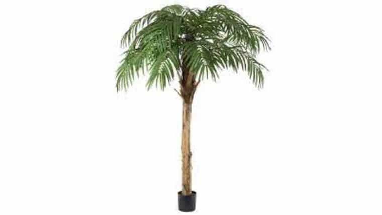 10.5' Fountain Palm Tree | Rental