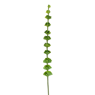 BR801 Bells Of Ireland Branch | Rental BR801 Bells Of Ireland Branch | Rental