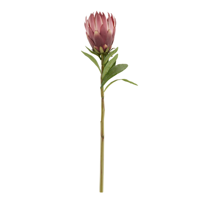FL197 King Protea Stem | Rental FL197 King Protea Stem | Rental