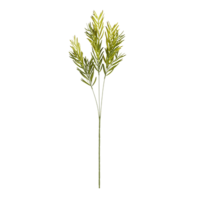 FL328 Asparagus Faicatus Spray | Rental FL328 Asparagus Faicatus Spray | Rental