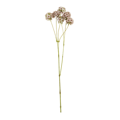 FL458 Scabiosa Pods | Rental FL458 Scabiosa Pods | Rental