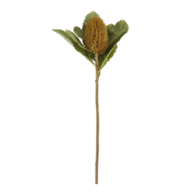 FL471 Protea Spray | Rental