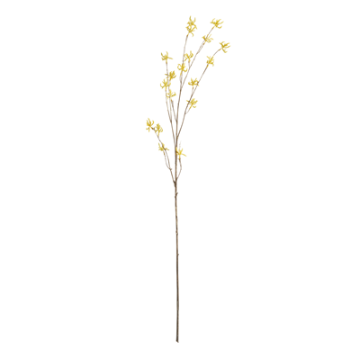 FL501 Kangaroo Paw Spray | Rental