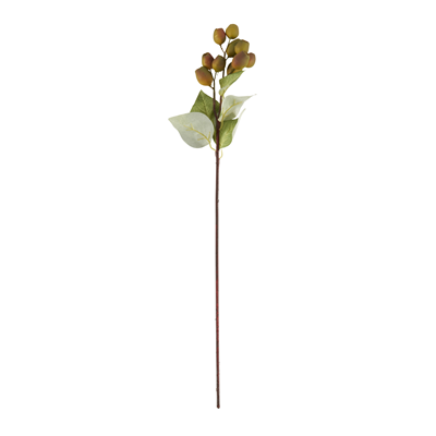 FL551 Eucalyptus Pods | Rental