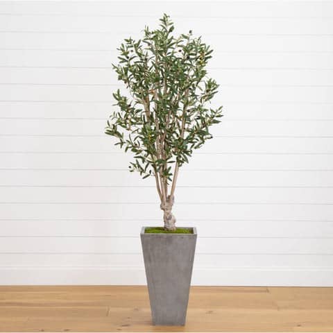 6’ Olive Tree in Stone Planter | Rental
