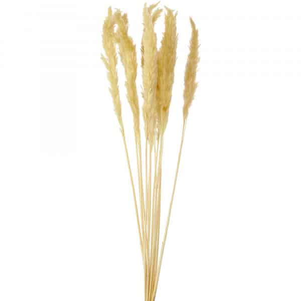 Decostar™ Natural Boho Dried Pampas Grass Plumes – 24″ 10pc/bag – Natural | Rental
