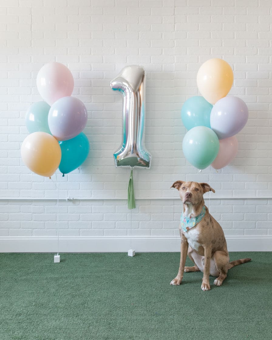 Soft Rainbow – The Furever Festive | Rental Soft Rainbow – The Furever Festive | Rental
