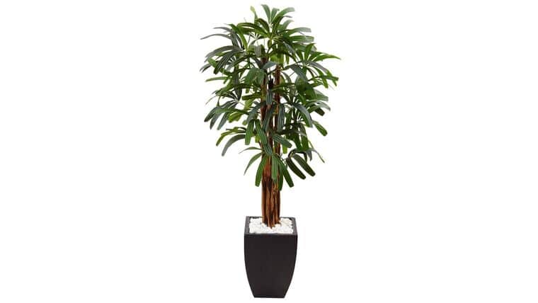 5.5’ Raphis Plam Tree in Black Planter | Rental